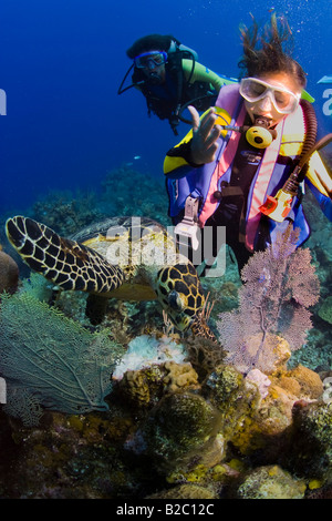 Giovani femmine scuba diver osservando una tartaruga embricata (Eretmochelys imbricata) alimentazione, Roatán, Honduras, Caraibi Foto Stock