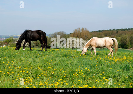 Cavalli su un prato in Bammersdorf, Alta Franconia, Baviera, Germania, Europa Foto Stock