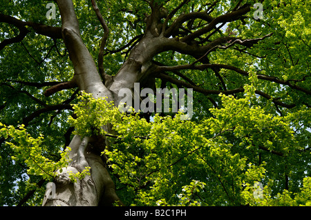 Vecchio faggio (Fagus), Lassahn, Meclemburgo-Pomerania Occidentale, Germania, Europa Foto Stock