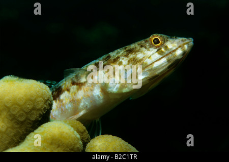 Variegato (Lizardfish Synodus variegatus) giacente su terreni sassosi Coral (Scleractinia), Mar Rosso, Egitto, Africa Foto Stock