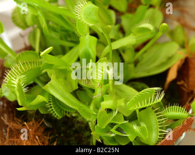 Dionaea muscipula, Venus flytrap Foto Stock