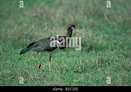 Abdim la cicogna bianca o a becco di Cicogna (Ciconia abdimii), il cratere di Ngorongoro, Tanzania Africa Foto Stock