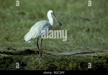 African Spatola (Platalea alba) Foto Stock