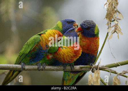 Rainbow Lorikeet (Trichoglossus haematodus) alimentazione di uccelli giovani Foto Stock