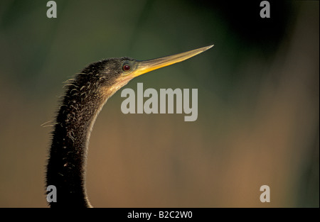 Anhinga, Snakebird, American Darter o acqua Turchia (Anhinga anhinga), ritratto Foto Stock