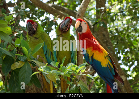 Macaw militare (Ara militaris) e Scarlet Macaw (Ara macao) in una struttura ad albero, Honduras, America Centrale Foto Stock