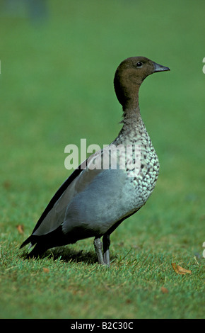 Legno Australiano o Anatra Anatra Maned (Chenonetta jubata), gander, maschio, Australia Foto Stock