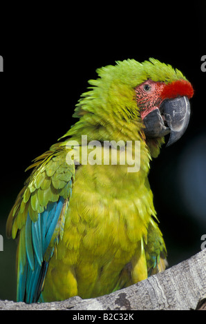 Grande Green Macaw o Buffon's Macaw (Ara ambigua), Roatan Island, Honduras, America Centrale Foto Stock