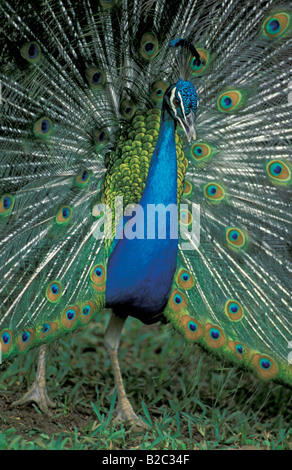 Indiano o comune (Peafowl Pavo cristatus), adulto maschio o peacock Foto Stock