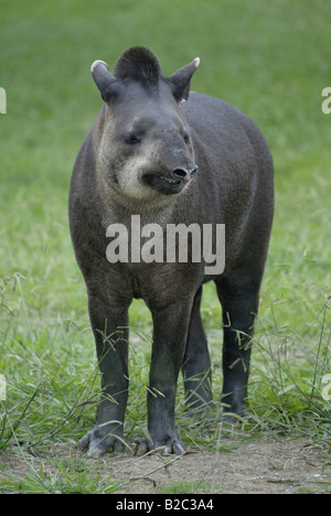 Il tapiro brasiliano o Flatland tapiro (Tapirus terrestris), per adulti Foto Stock