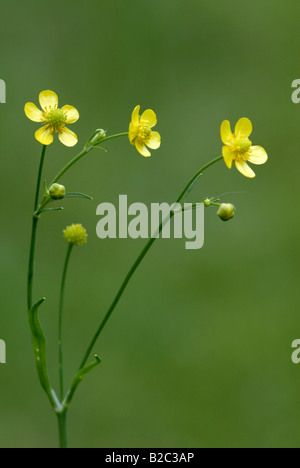 Minor Spearwort (Ranunculus flammula), fiori Foto Stock