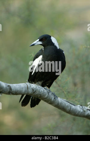 Australian Gazza (Gymnorhina tibicen), Adulto, Australia Foto Stock