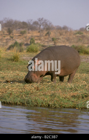 Ippopotamo (Hippopotamus amphibius), alimentazione da acqua, Chobe National Park, Botswana, Africa Foto Stock