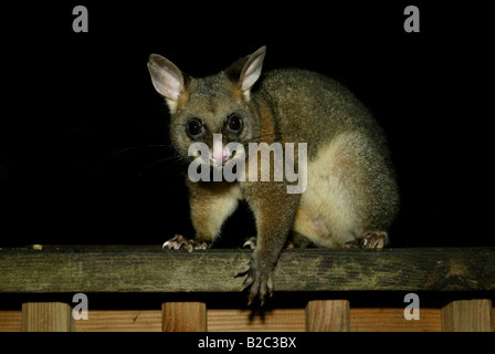 Common Brushtail Possum (Trichosurus volpetta), adulto, di notte, alimentazione, Australia Foto Stock