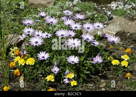 Gazania ibrida (Gazania), fiori Foto Stock