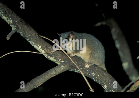 Coppia a becco giallo Glider (Petaurus australis) di notte, Australia Foto Stock