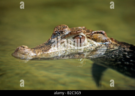 Cuvier del Caimano Nana (Paleosuchus palpebrosus), Adulto, ritratto, nuoto in acqua, originario del Sud America Foto Stock