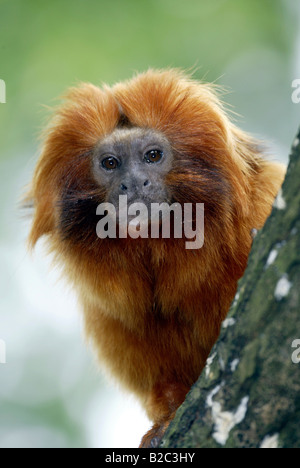 Golden Lion Tamarin Monkey (Leontideus rosalia), Adulto, ritratto, esistenza: America del Sud Foto Stock
