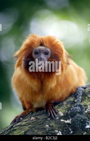 Golden Lion Tamarin Monkey (Leontideus rosalia), Adulto, ritratto, esistenza : America del Sud Foto Stock
