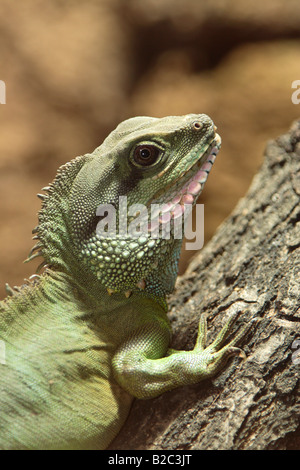 Acqua cinese Dragon (Physignathus cocincinus), Adulto, ritratto, originario del sud est asiatico Foto Stock