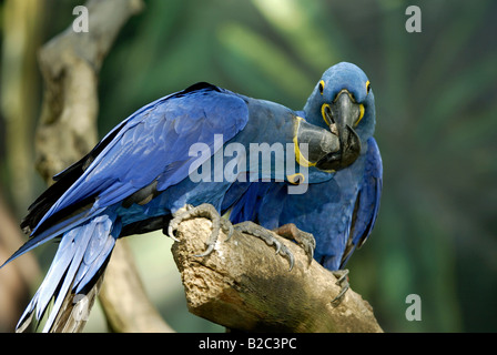 Ara Giacinto (Anodorhynchus hyacinthinus), Adulto, coppia, di corteggiamento, originario del Sud America Foto Stock