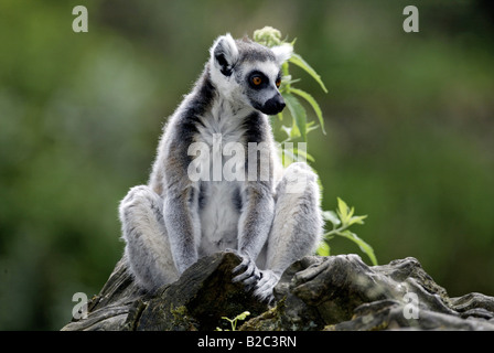 Anello-tailed Lemur (Lemur catta), Berenty Game Reserve, Madagascar Foto Stock