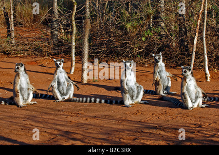 Prendere il sole gruppo di anello-tailed lemuri (Lemur catta), adulti, Berenty Game Reserve, Madagascar Foto Stock