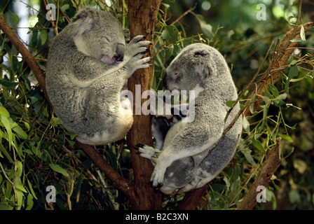 Koala (Phascolarctos cinereus), coppia, adulti, riposo, dormire, Australia Foto Stock