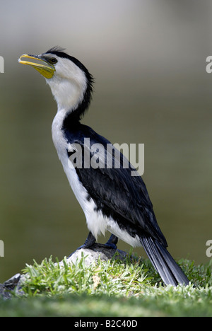 Poco Pied cormorano, poco Shag o Kawaupaka (Phalacrocorax melanoleucos), Adulto, Australia Foto Stock