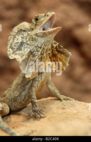 Ritratto di una balza che minacciano il collo Lizard (Chlamydosaurus kingii), Adulto, nativo di Australia Foto Stock