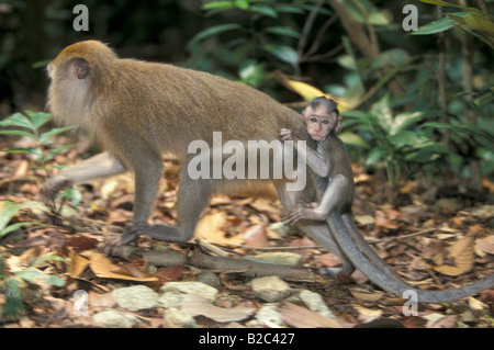 Lunga coda di granchio o mangiare macaco (Macaca fascicularis), Adulto, femmina, con un animale giovane, Singapore, Asia Foto Stock