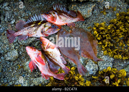 Il pesce (Sebastes), appena pescati, Prince William Sound, Alaska, STATI UNITI D'AMERICA Foto Stock