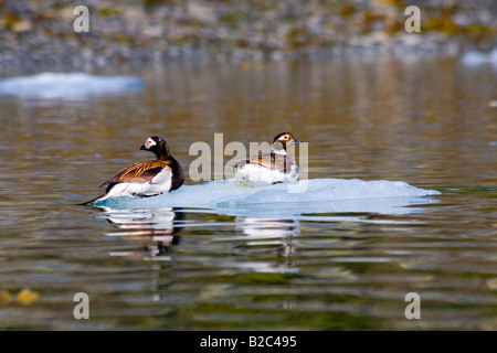 Long-tailed Duck (Clangula hyemalis), glaçon, Prince William Sound, Alaska, STATI UNITI D'AMERICA Foto Stock