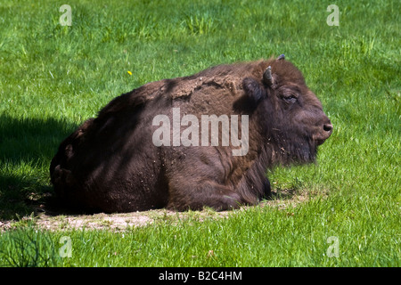 Appoggio il bisonte europeo (Bison bonasus), Bull, maschio Foto Stock