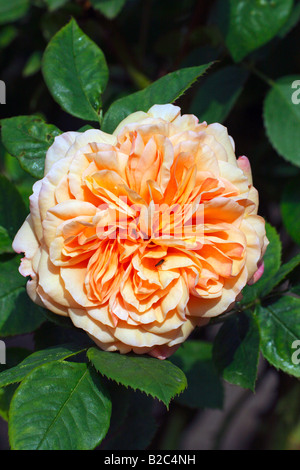 Una rosa inglese, Leander cultivar (Rosa Leander), al profumo di rose Foto Stock