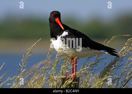 (Oystercatcher Haematopus ostralegus), arroccato su di un palo da recinzione, Schleswig-Holsteinsches Wattenmeer National Park Foto Stock