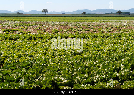 Campo di lattuga, Pfaelzer Wald, Foresta del Palatinato, Haardtrand, Palatinato meridionale, Renania-Palatinato, Germania, Europa Foto Stock