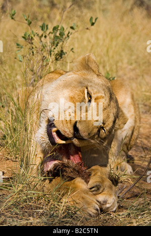 Leonessa (Panthera leo) alimentazione sulla sua preda Foto Stock