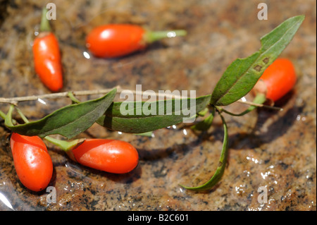 Goji bacche. 19-lug-2008 Foto Stock