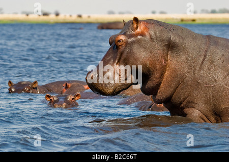 Ippopotami o ippopotami (Hippopotamus amphibius), il fiume Chobe, Chobe National Park, Botswana, Africa Foto Stock