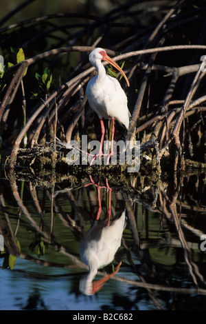 Americano bianco Ibis (Eudocimus albus) in una mangrovia, Florida, Stati Uniti d'America Foto Stock