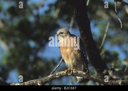 Red-Hawk con spallamento, (Buteo lineatus), Florida, Stati Uniti d'America Foto Stock