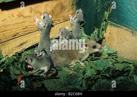 Moscardino commestibili o fat ghiro (Glis glis), femmina con 25 giorni d'età giovani animali Foto Stock