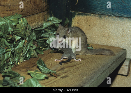 Moscardino commestibili o Fat ghiro (Glis glis), porta femmina giovane torna a Il Nido Foto Stock