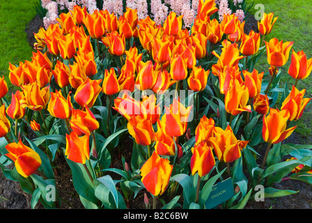 I tulipani (Tulipa), Giardini Keukenhof, Holland, Paesi Bassi, Europa Foto Stock