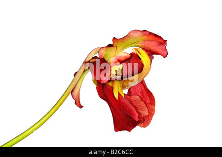 Dolce pianta brocca (Sarracenia rubra) blossom Foto Stock