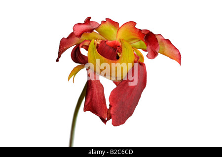 Dolce pianta brocca (Sarracenia rubra) blossom Foto Stock