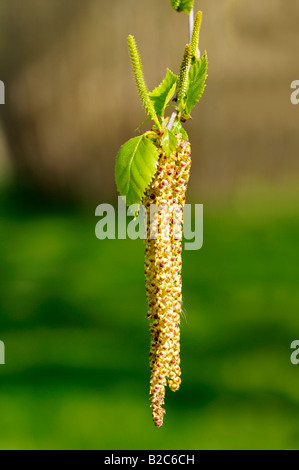Fioritura maschile della Silver Birch (Betula pendula) Foto Stock