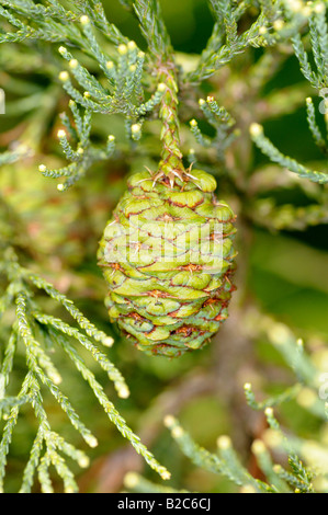Un cono con aghi, Sequoia gigante (Sequoiadendron giganteum) Foto Stock
