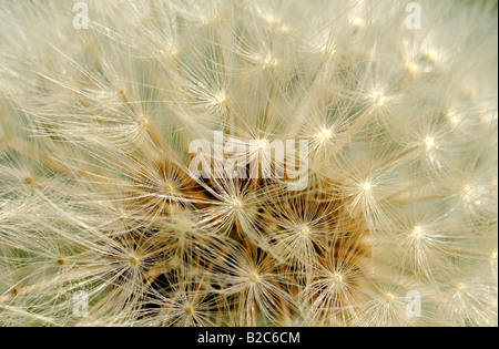 Comune di tarassaco (Taraxacum officinale), frutta multipli Foto Stock